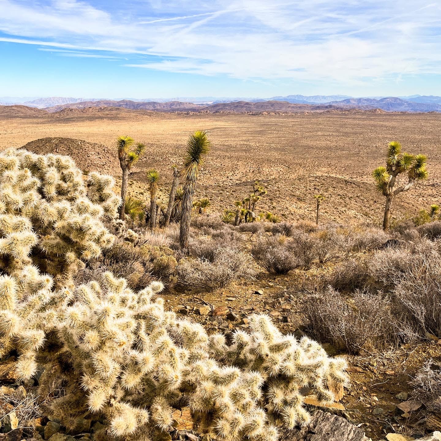 How To Spend One Day in Joshua Tree National Park